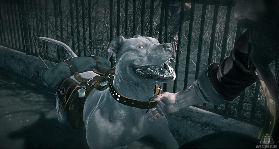 blastaway staffordshire bull terriers